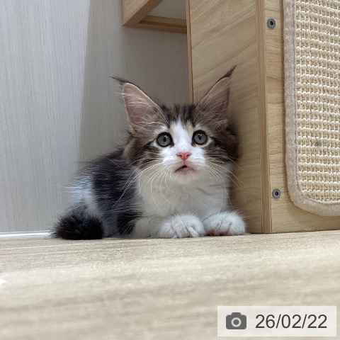 サイベリアンの写真