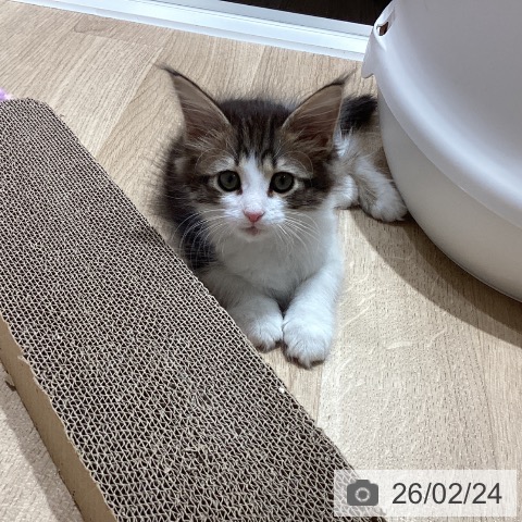 埼玉県のサイベリアン (ペットプラス ピオニウォーク東松山店/2025年12月23日生まれ/女の子/ブラウンタビーホワイト)の子猫の4枚目の画像