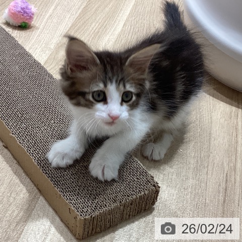 埼玉県のサイベリアン (ペットプラス ピオニウォーク東松山店/2025年12月23日生まれ/女の子/ブラウンタビーホワイト)の子猫の3枚目の画像