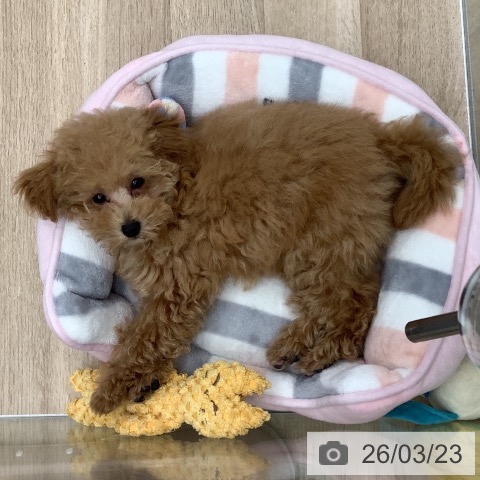 千葉県のトイプードル(トイ) (ペットプラス 船橋店/2025年12月23日生まれ/女の子/アプリコット)の子犬の4枚目の画像