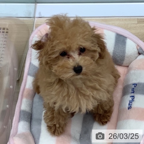 千葉県のトイプードル(トイ) (ペットプラス 船橋店/2025年12月23日生まれ/女の子/アプリコット)の子犬の3枚目の画像