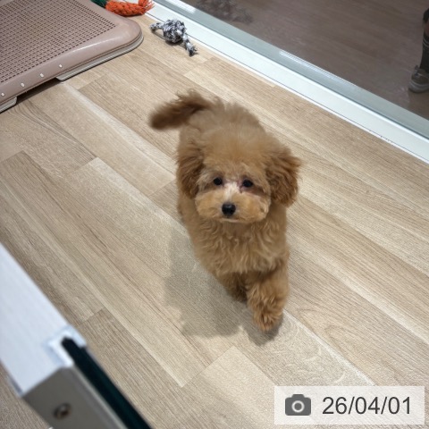 千葉県のトイプードル(トイ) (ペットプラス 木更津店/2025年12月23日生まれ/女の子/アプリコット)の子犬の3枚目の画像