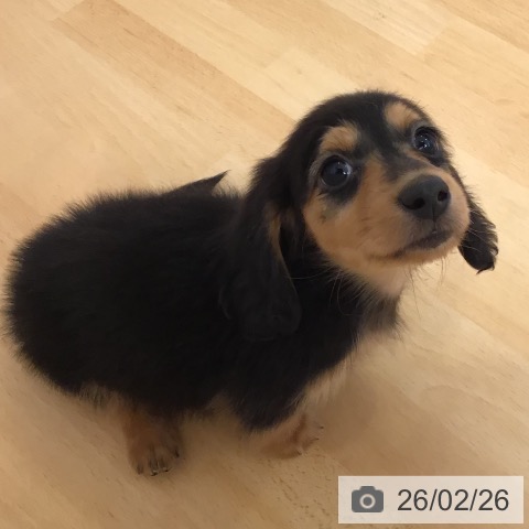 山形県のカニンヘンダックスフンド(ロング) (ペットプラス 天童店/2025年12月23日生まれ/男の子/ブラックタン)の子犬の3枚目の画像