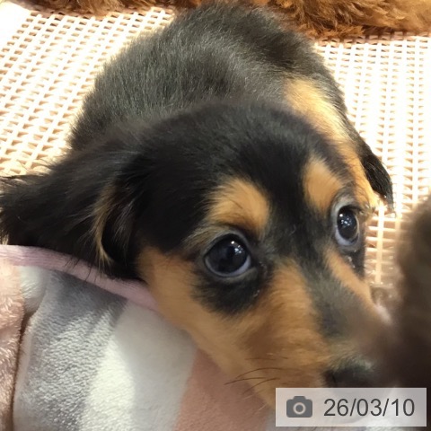 山形県のカニンヘンダックスフンド(ロング) (ペットプラス 天童店/2025年12月23日生まれ/男の子/ブラックタン)の子犬の3枚目の画像