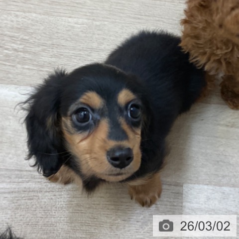 長野県のカニンヘンダックスフンド(ロング) (ペットプラス 上田店/2025年12月23日生まれ/男の子/ブラックタン)の子犬の4枚目の画像