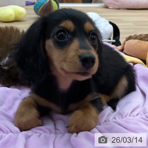 長野県のカニンヘンダックスフンド(ロング) (ペットプラス 上田店/2025年12月23日生まれ/男の子/ブラックタン)の子犬の4枚目の画像