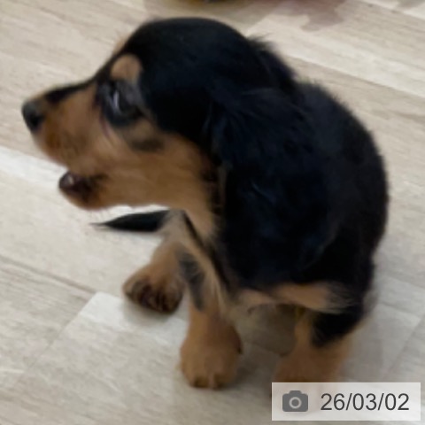 長野県のカニンヘンダックスフンド(ロング) (ペットプラス 上田店/2025年12月23日生まれ/男の子/ブラックタン)の子犬の3枚目の画像