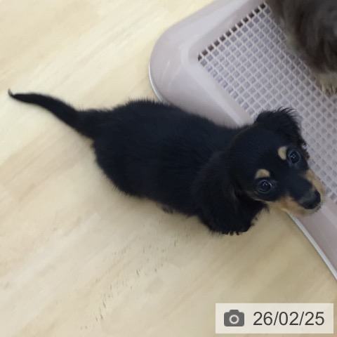 青森県のカニンヘンダックスフンド(ロング) (ペットプラス 青森浜田店/2025年12月23日生まれ/男の子/ブラックタン)の子犬の4枚目の画像
