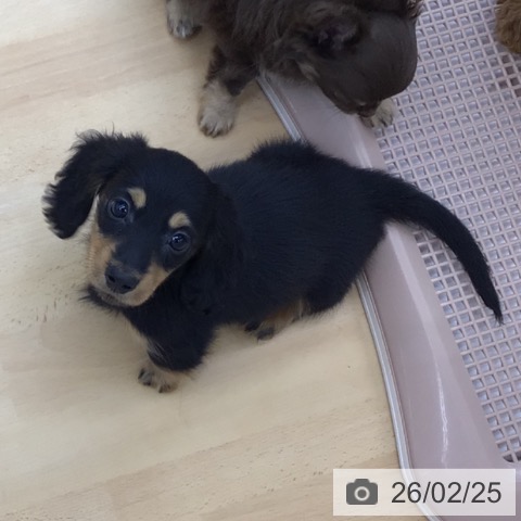 青森県のカニンヘンダックスフンド(ロング) (ペットプラス 青森浜田店/2025年12月23日生まれ/男の子/ブラックタン)の子犬の3枚目の画像