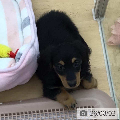 青森県のカニンヘンダックスフンド(ロング) (ペットプラス 青森浜田店/2025年12月23日生まれ/男の子/ブラックタン)の子犬の3枚目の画像