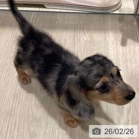 カニーンヘン・ダックスフンドの写真