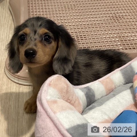 カニーンヘン・ダックスフンドの写真