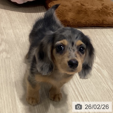 カニーンヘン・ダックスフンドの写真