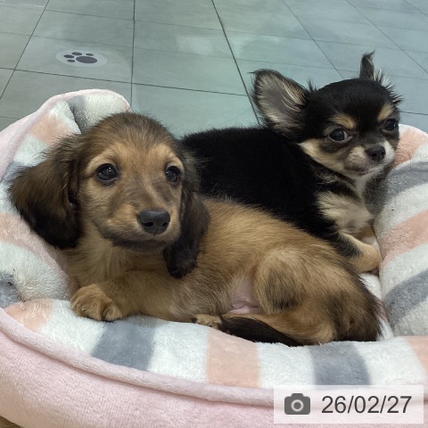 長野県のカニンヘンダックスフンド(ロング) (ペットプラス 須坂店/2025年12月25日生まれ/男の子/レッド)の子犬の3枚目の画像