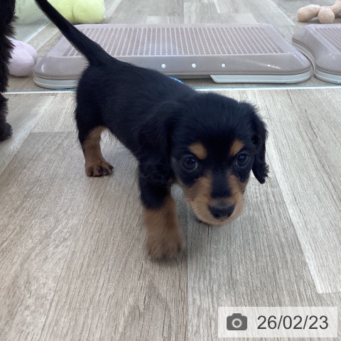 カニーンヘン・ダックスフンドの写真