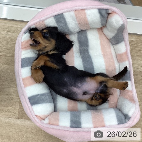 山梨県のカニンヘンダックスフンド(ロング) (ペットプラス 甲府国母店/2025年12月24日生まれ/男の子/ブラックタン)の子犬の4枚目の画像