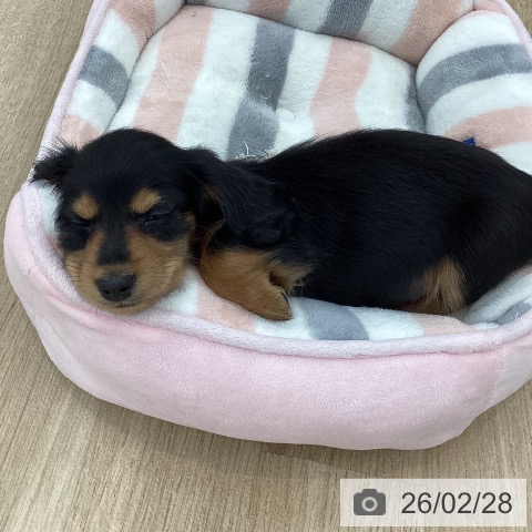 山梨県のカニンヘンダックスフンド(ロング) (ペットプラス 甲府国母店/2025年12月24日生まれ/男の子/ブラックタン)の子犬の3枚目の画像