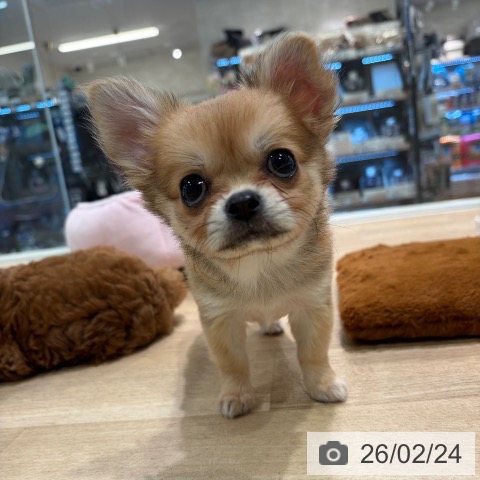 神奈川県のチワワ(ロング) (ペットプラス ゆめが丘ソラトス店/2025年12月17日生まれ/女の子/レッドホワイト)の子犬の4枚目の画像