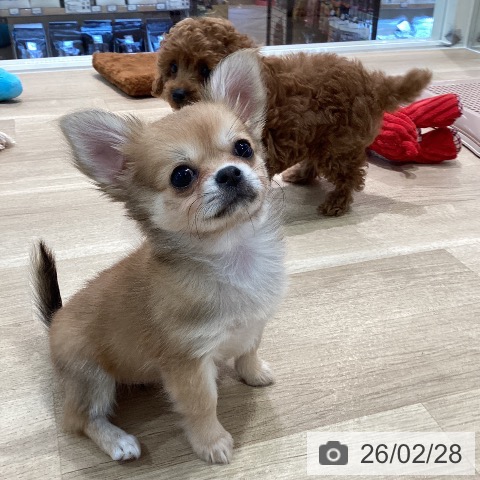 神奈川県のチワワ(ロング) (ペットプラス ゆめが丘ソラトス店/2025年12月17日生まれ/女の子/レッドホワイト)の子犬の4枚目の画像