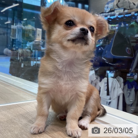 神奈川県のチワワ(ロング) (ペットプラス ゆめが丘ソラトス店/2025年12月17日生まれ/女の子/レッドホワイト)の子犬の4枚目の画像