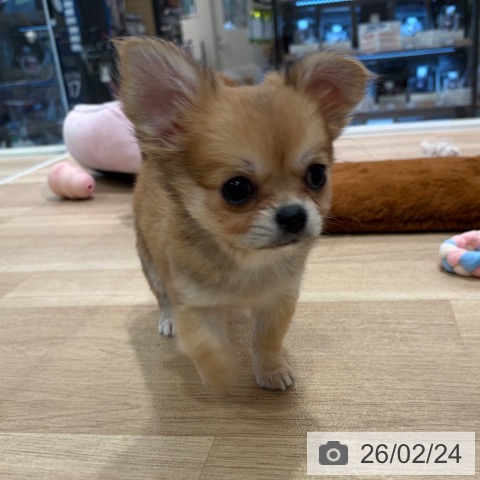 神奈川県のチワワ(ロング) (ペットプラス ゆめが丘ソラトス店/2025年12月17日生まれ/女の子/レッドホワイト)の子犬の3枚目の画像