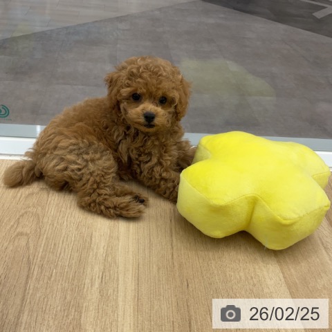 神奈川県のトイプードル(トイ) (ペットプラス 天王町店/2025年12月25日生まれ/男の子/アプリコット)の子犬の4枚目の画像