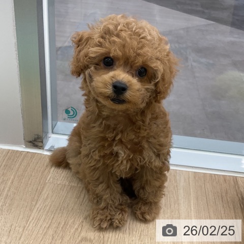 神奈川県のトイプードル(トイ) (ペットプラス 天王町店/2025年12月25日生まれ/男の子/アプリコット)の子犬の3枚目の画像