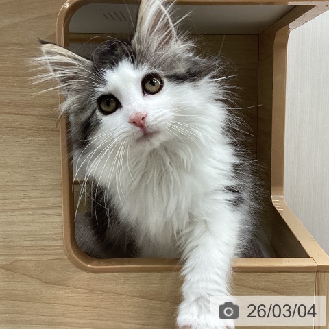 ノルウェージャンフォレストキャットの写真