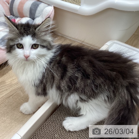 ノルウェージャンフォレストキャットの写真