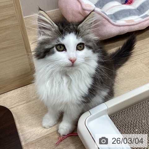 ノルウェージャンフォレストキャットの写真