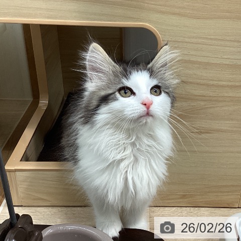 ノルウェージャンフォレストキャットの写真