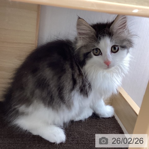 ノルウェージャンフォレストキャットの写真