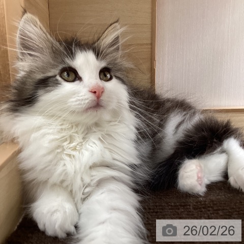 宮城県のノルウェージャンフォレストキャット (ペットプラス 仙台上杉店/2025年12月11日生まれ/女の子/ブラウンタビーホワイト)の子猫の4枚目の画像