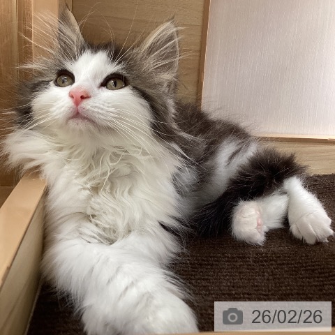 宮城県のノルウェージャンフォレストキャット (ペットプラス 仙台上杉店/2025年12月11日生まれ/女の子/ブラウンタビーホワイト)の子猫の3枚目の画像