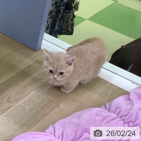 山梨県のマンチカン (ペットプラス 甲府昭和店/2025年12月23日生まれ/男の子/クリームタビー)の子猫の4枚目の画像