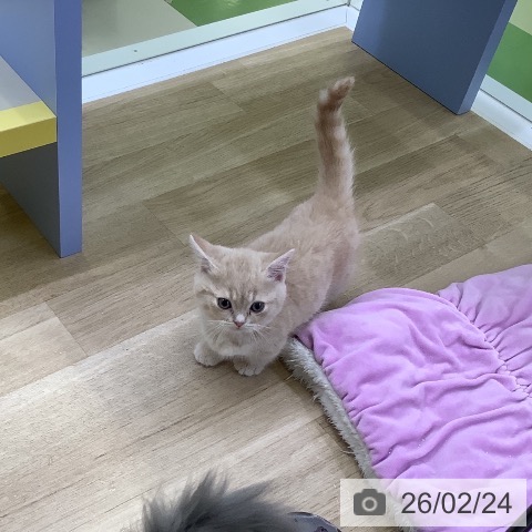 山梨県のマンチカン (ペットプラス 甲府昭和店/2025年12月23日生まれ/男の子/クリームタビー)の子猫の3枚目の画像