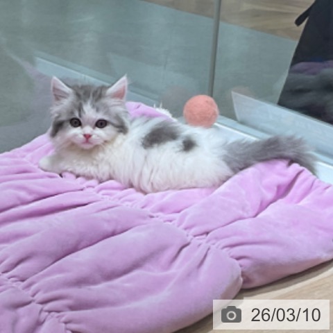 マンチカンの写真