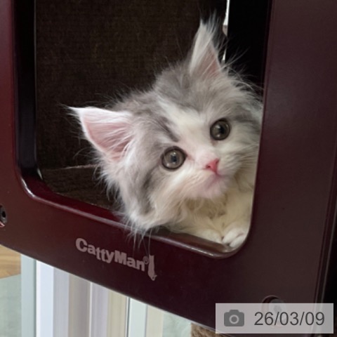 東京都のマンチカン (ペットプラス 立川高島屋S.C.店/2025年12月23日生まれ/男の子/ブルータビーホワイト)の子猫の4枚目の画像