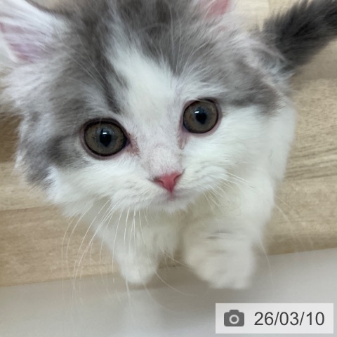 東京都のマンチカン (ペットプラス 立川高島屋S.C.店/2025年12月23日生まれ/男の子/ブルータビーホワイト)の子猫の3枚目の画像