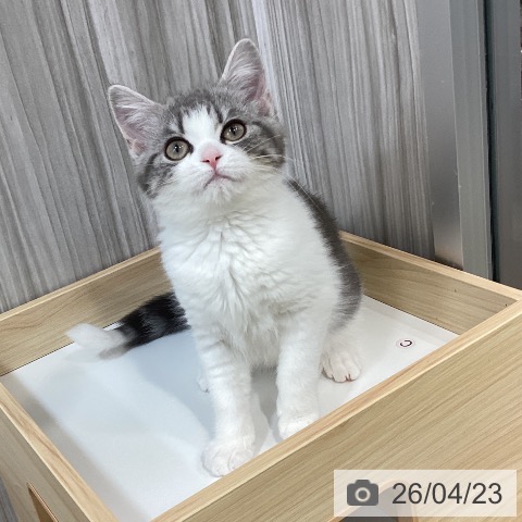 スコティッシュフォールドの写真