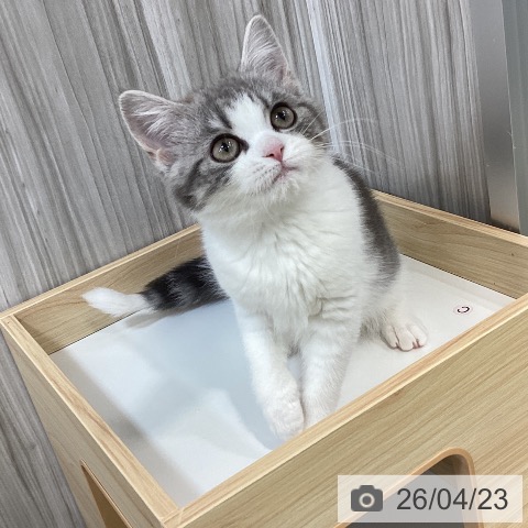 スコティッシュフォールドの写真