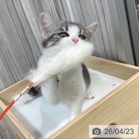 スコティッシュフォールドの写真