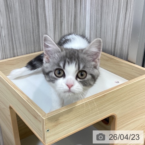 スコティッシュフォールドの写真