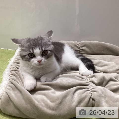 スコティッシュフォールドの写真