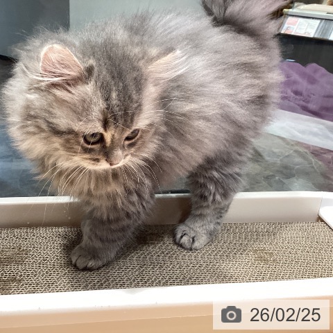 スコティッシュフォールドの写真