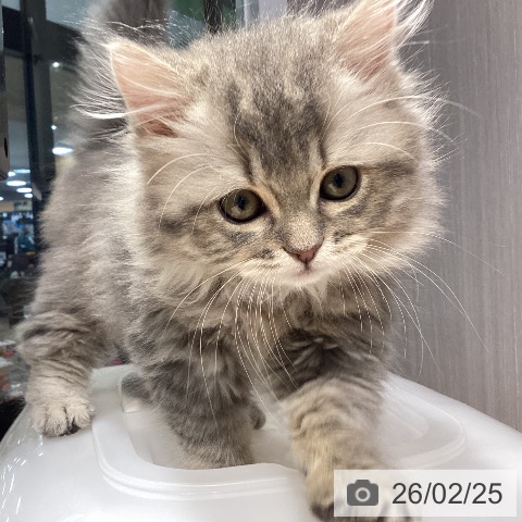 スコティッシュフォールドの写真