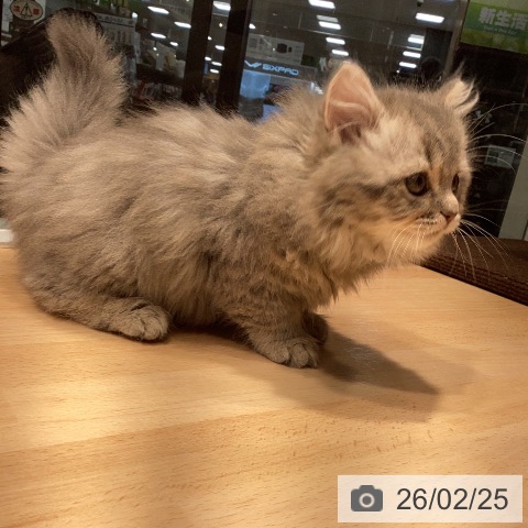 スコティッシュフォールドの写真