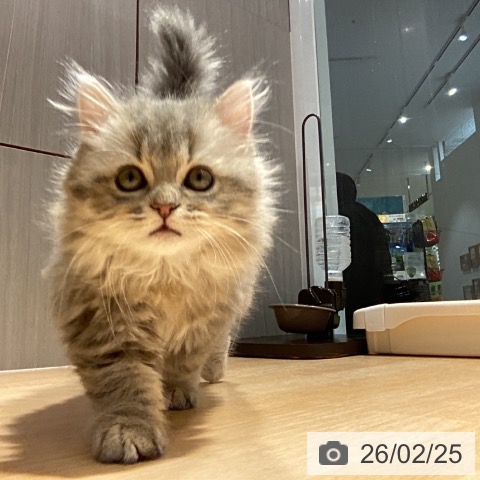 スコティッシュフォールドの写真