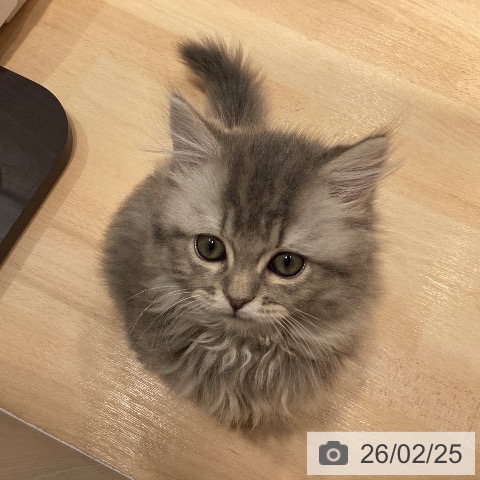 スコティッシュフォールドの写真