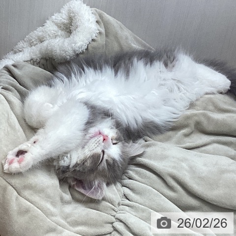 スコティッシュフォールドの写真